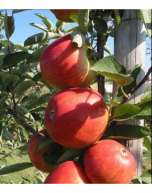 Lei-appelboom | Malus domestica Braeburn