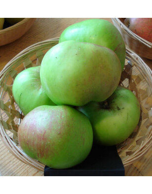 Lei-appelboom | Malus domestica Bramley's Seedling
