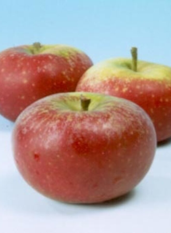 Lei-appelboom | Malus domestica Court-Pendu