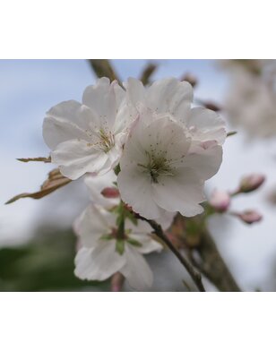 Japanse sierkers | Prunus serrulata Sunset Boulevard