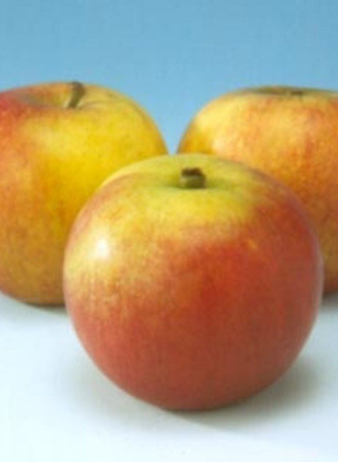 Lei-appelboom | Malus domestica Cox's orange Pippin T12