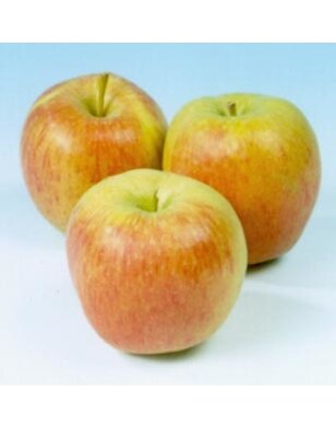 Lei-appelboom | Malus domestica Delcorf