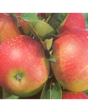 Lei-appelboom | Malus domestica Discovery