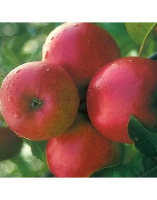 Lei-appelboom | Malus domestica Ecolette