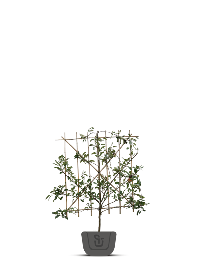 Lei-appelboom | Malus domestica Ecolette