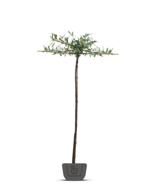 Daklaurier | Dakboom