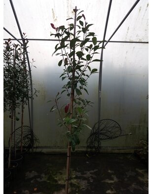 Daklaurier | Dakboom