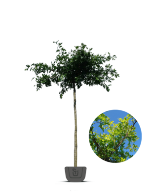 Moeraseik | dakboom | Quercus Palustris