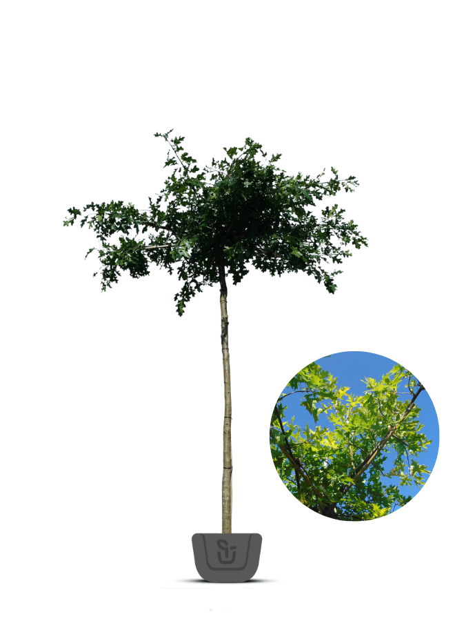 Moeraseik | dakboom | Quercus Palustris