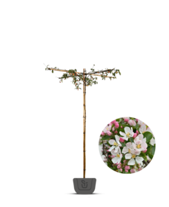 Dak-sierappel | Malus Red Sentinel