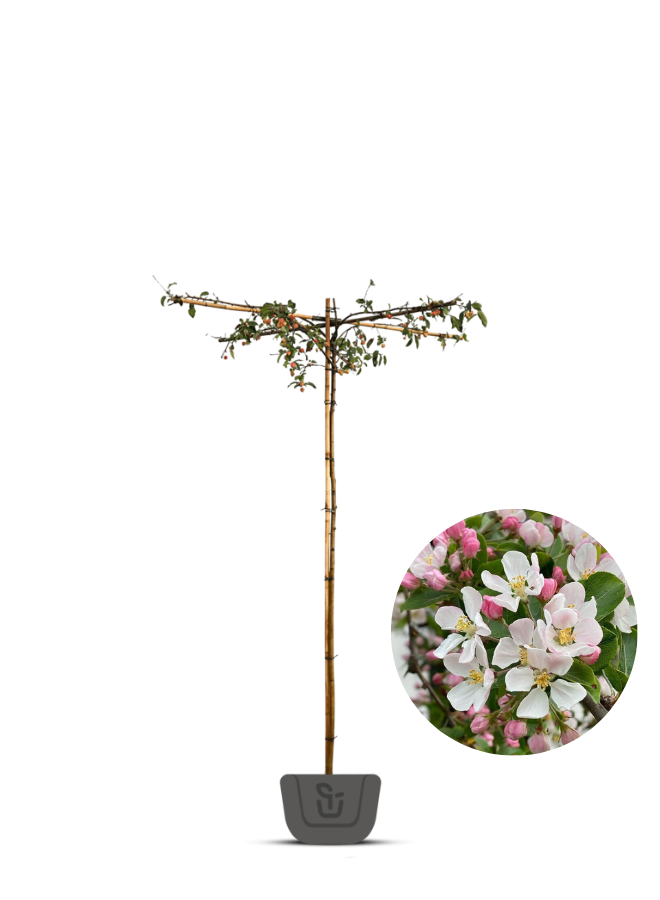 Dak-sierappel | Malus Red Sentinel