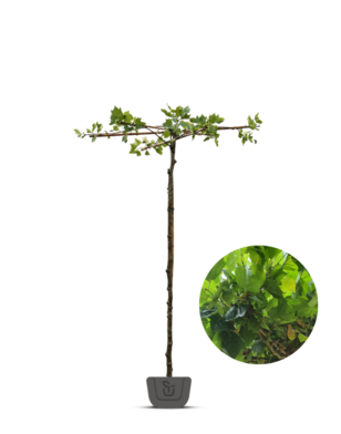 Dakplataan | Platanus hispanica