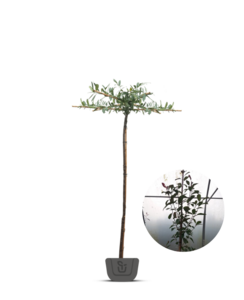 Daklaurier | Dakboom