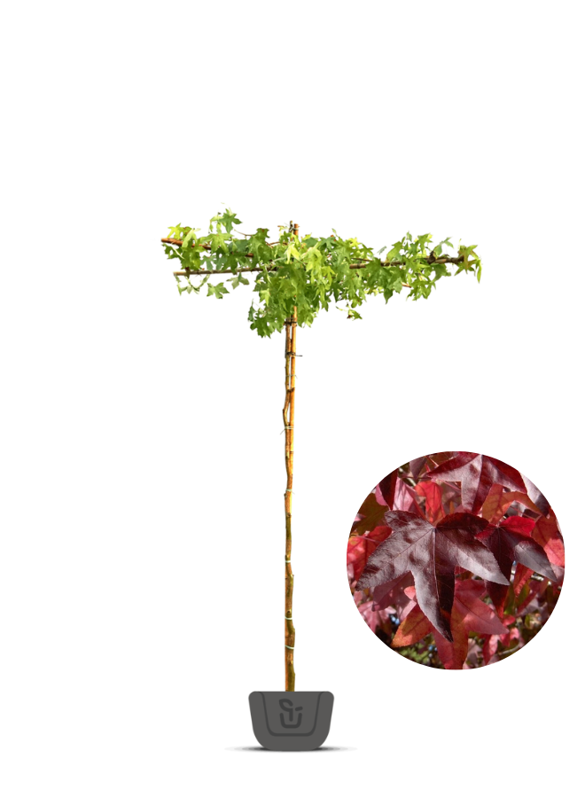 Amberboom als dakboom |  Liquidambar styraciflua