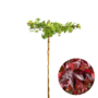 Amberboom als dakboom |  Liquidambar styraciflua
