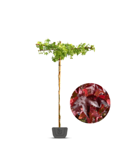 Dak-Amberboom | Liquidambar styr. Worplesdon