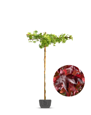 Dak-Amberboom | Liquidambar styraciflua Worplesdon