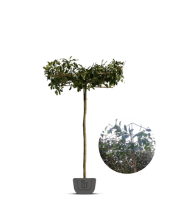 Dakphotinia | Photinia fraseri Red Robin