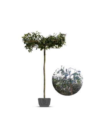 Dakphotinia | Photinia fraseri Red Robin