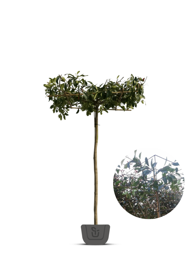 Dakphotinia | Photinia fraseri Red Robin