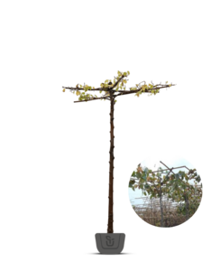 Daklinde | Tilia dakboom