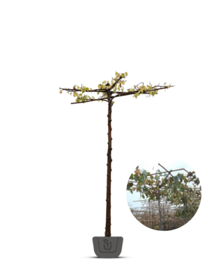 Daklinde |  Tilia dakboom