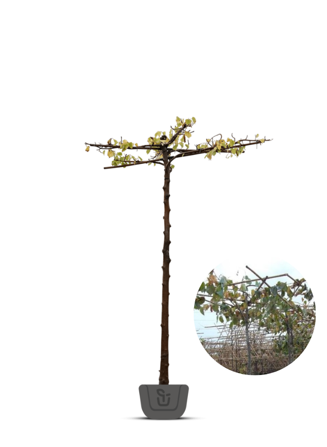 Daklinde | Tilia dakboom