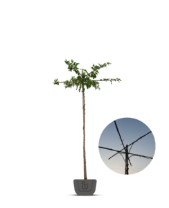 Moerbei als dakboom  | Morus alba Fruitless