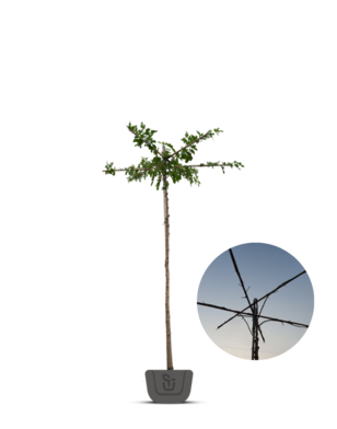 Moerbei als dakboom |  Morus alba Fruitless