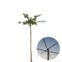 Moerbei als dakboom |  Morus alba Fruitless