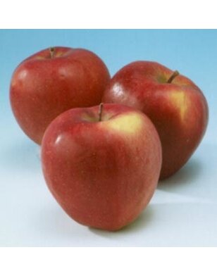 Lei-appelboom | Malus domestica Gloster