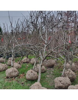 Oude perenboom | Pyrus communis Conference