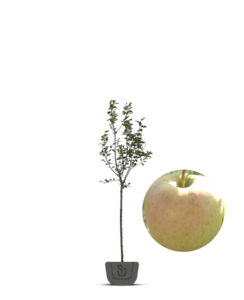 Oude fruitboom | Malus domestica Golden Delicious
