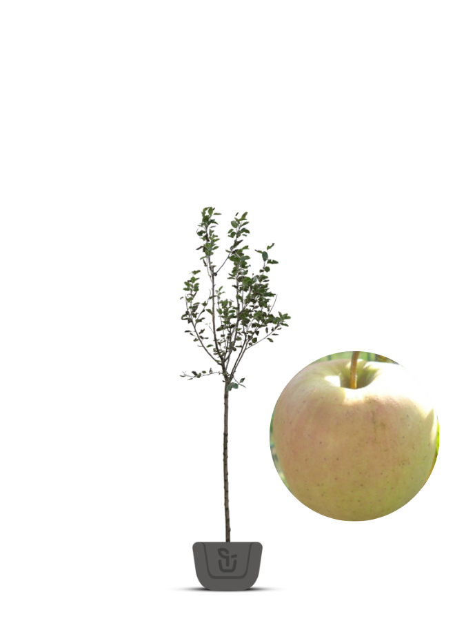 Oude fruitboom | Malus domestica Golden Delicious