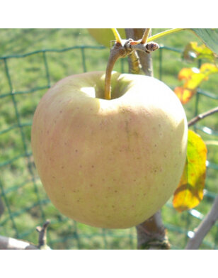 Oude fruitboom | Malus domestica Golden Delicious