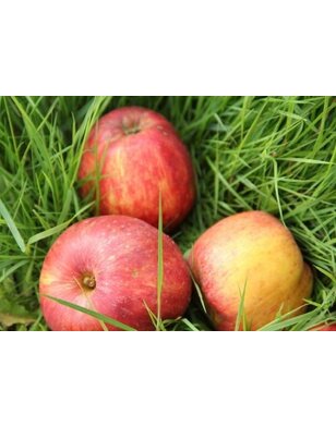 Lei-appelboom | Malus domestica Gravensteiner