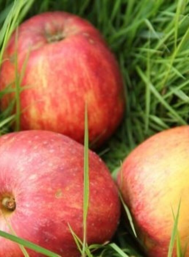 Lei-appelboom | Malus domestica Gravensteiner