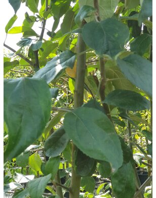 Lei-appelboom | Malus domestica Gravensteiner