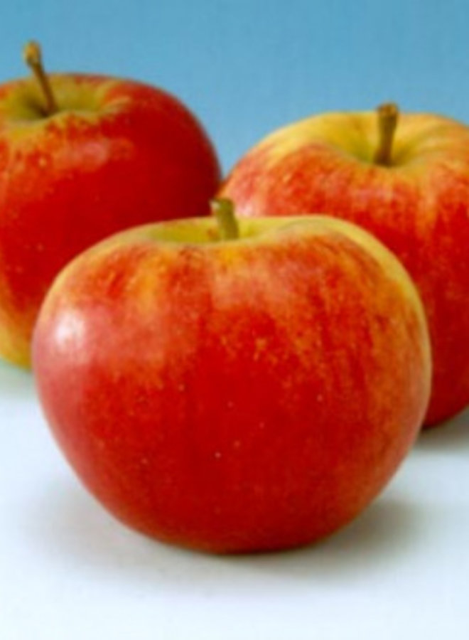 Lei-appelboom | Malus domestica Groninger Kroon