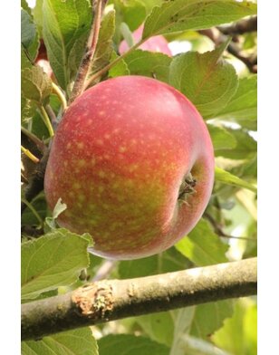 Lei-appelboom | Malus domestica Ingrid Marie