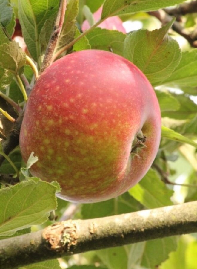 Lei-appelboom | Malus domestica Ingrid Marie