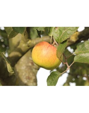 Lei-appelboom | Malus domestica Jacques Lebel