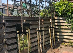 De ideale boom voor een kleine tuin