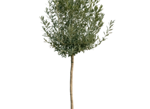 Dit zijn de ideale bomen voor een vakantiegevoel
