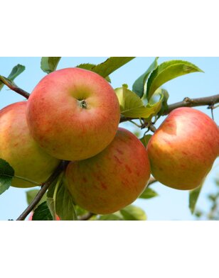 Lei-appelboom | Malus domestica James Grieve