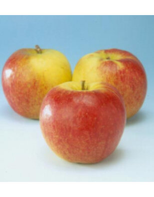 Lei-appelboom | Malus domestica Jonagold