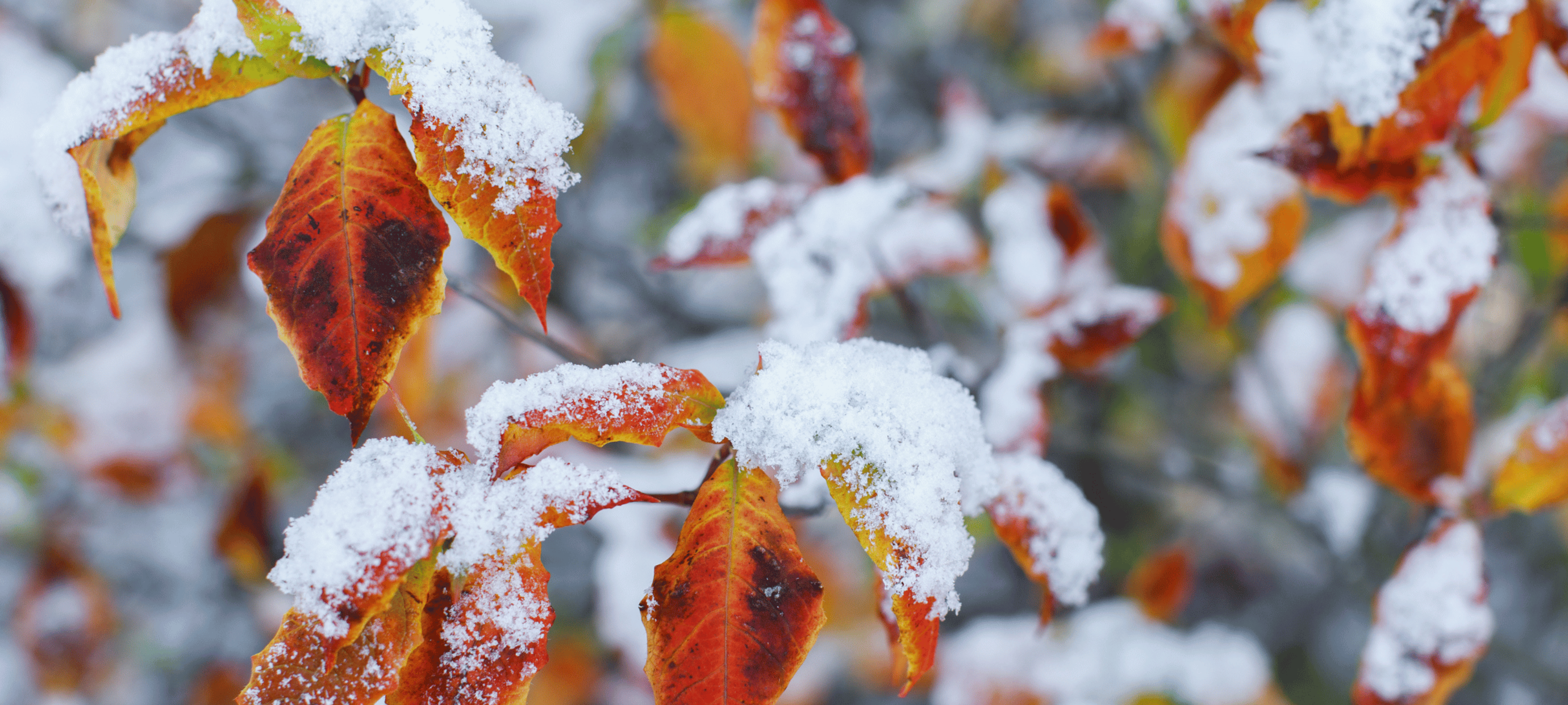 Tuin winterklaar maken