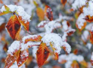 Tuin winterklaar maken