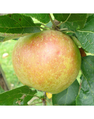 Lei-appelboom | Malus d. Karmijn de Sonnaville