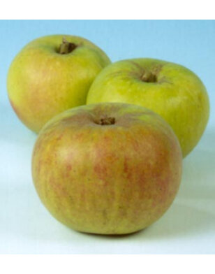 Lei-appelboom | Malus domestica Lemoen
